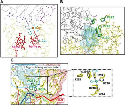 Recent progress in experimental studies on the catalytic mechanism of cytochrome c oxidase